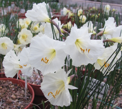 Narcissus romieuxii var mesatlanticus